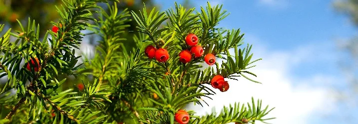 Nahaufnahme von Eibenzweigen mit roten Beeren